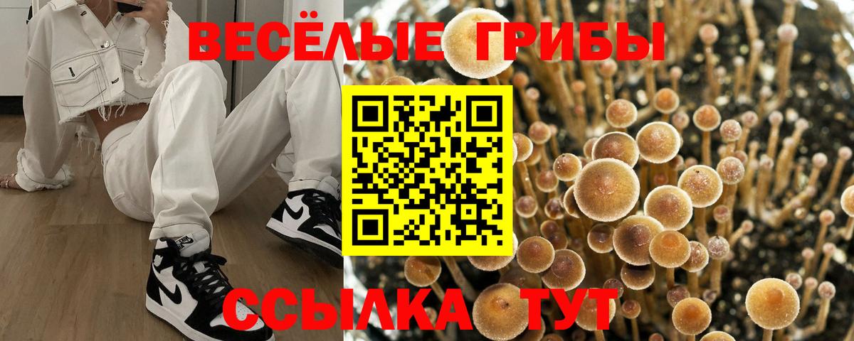 Галлюциногенные грибы Psilocybine cubensis Озёры